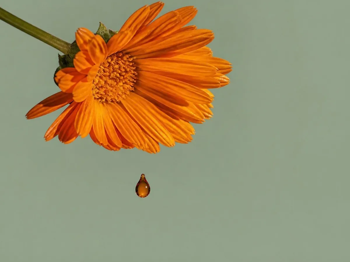 Caléndula: la flor y su extracto líquido ámbar